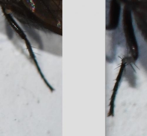 Phorbia sp.